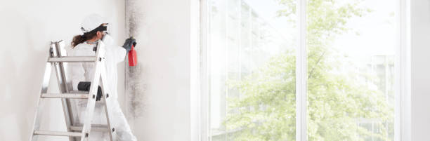 Best Black Mold Removal  in Crugers, NY